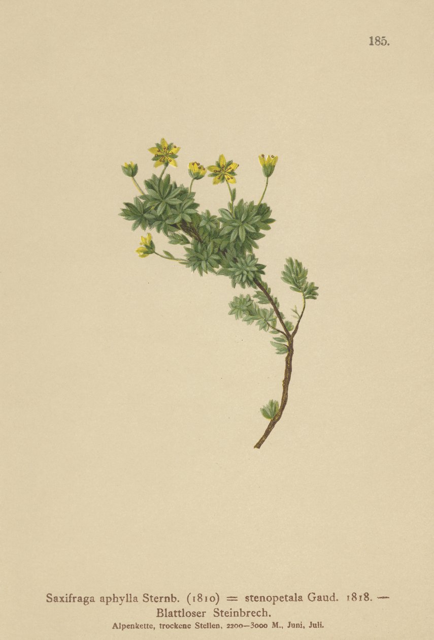 Saxifraga (Saxifraga aphylla, Saxifraga stenopetala) de German School