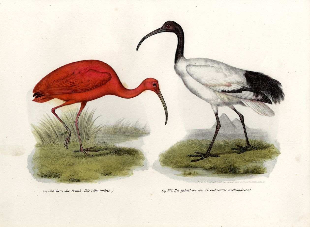 Escarlate dos íbis, 1864 de German School