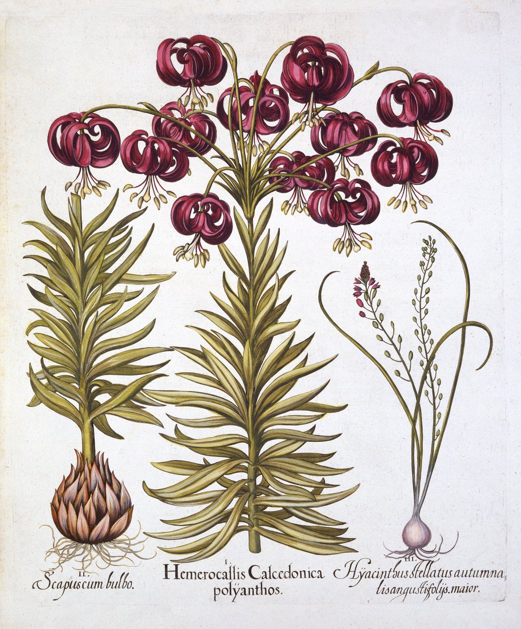 Turcos Escarlates Cap Lily e Scilla Autumnalis, de Hortus Eystettensis, de Basil Besler (1561-1629), pub. 1613 (gravura colorida à mão) de German School