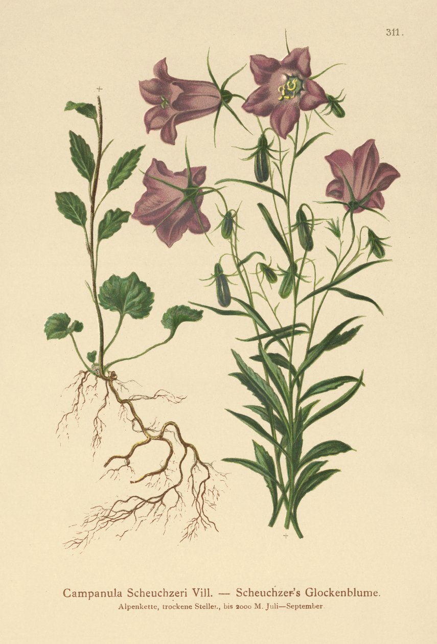 Bellflower de Scheuchzer (Campanula Scheuzeri) de German School