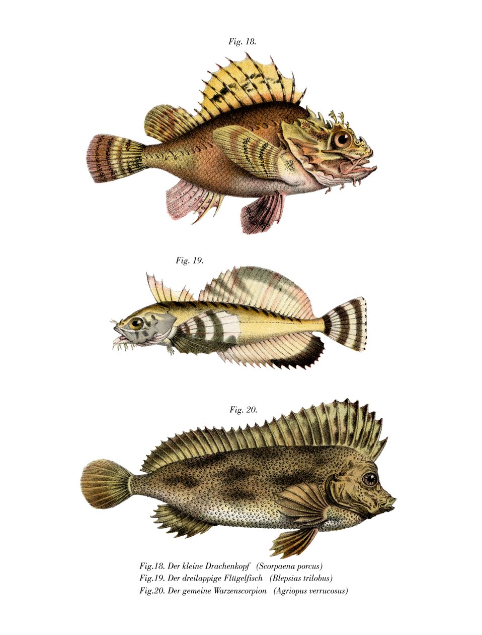 Peixe escorpião de German School