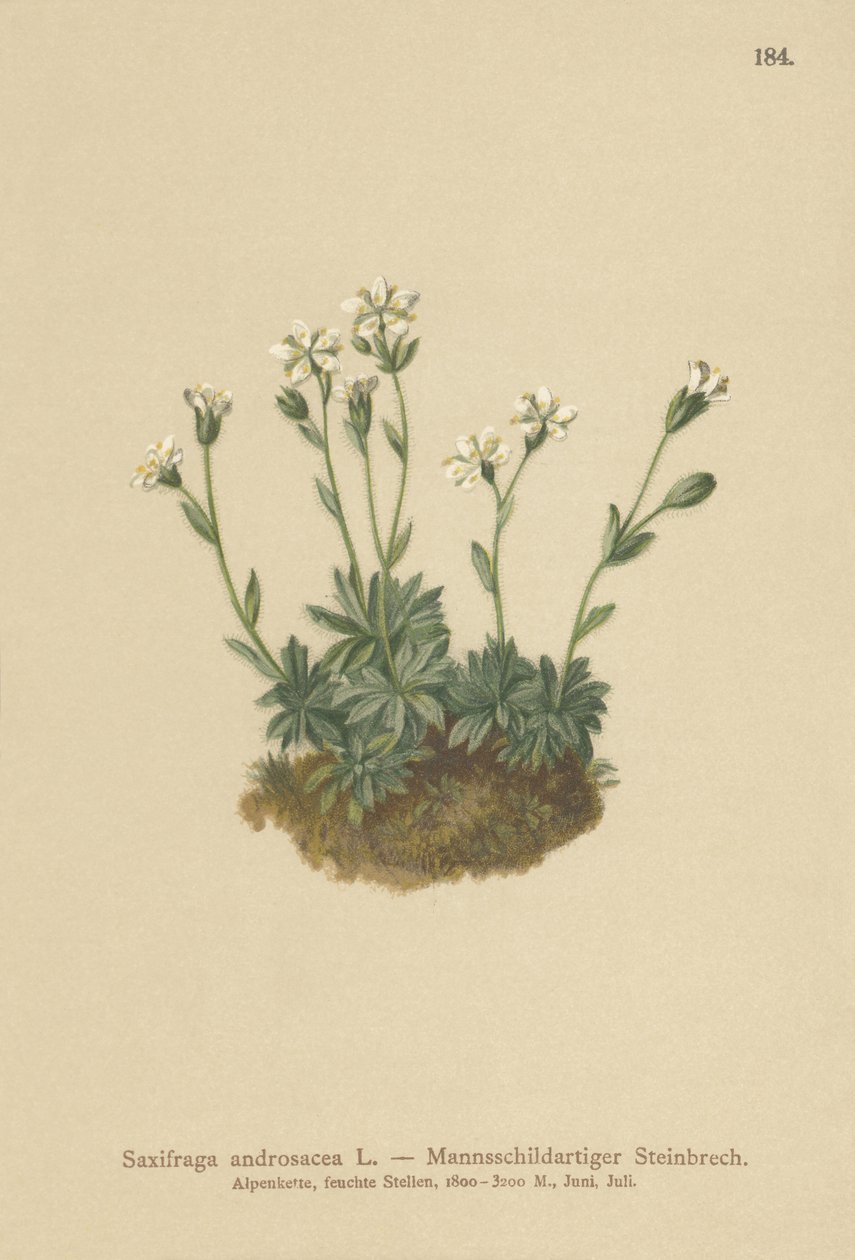 Scree Saxifrage (Saxifraga androsacea) de German School