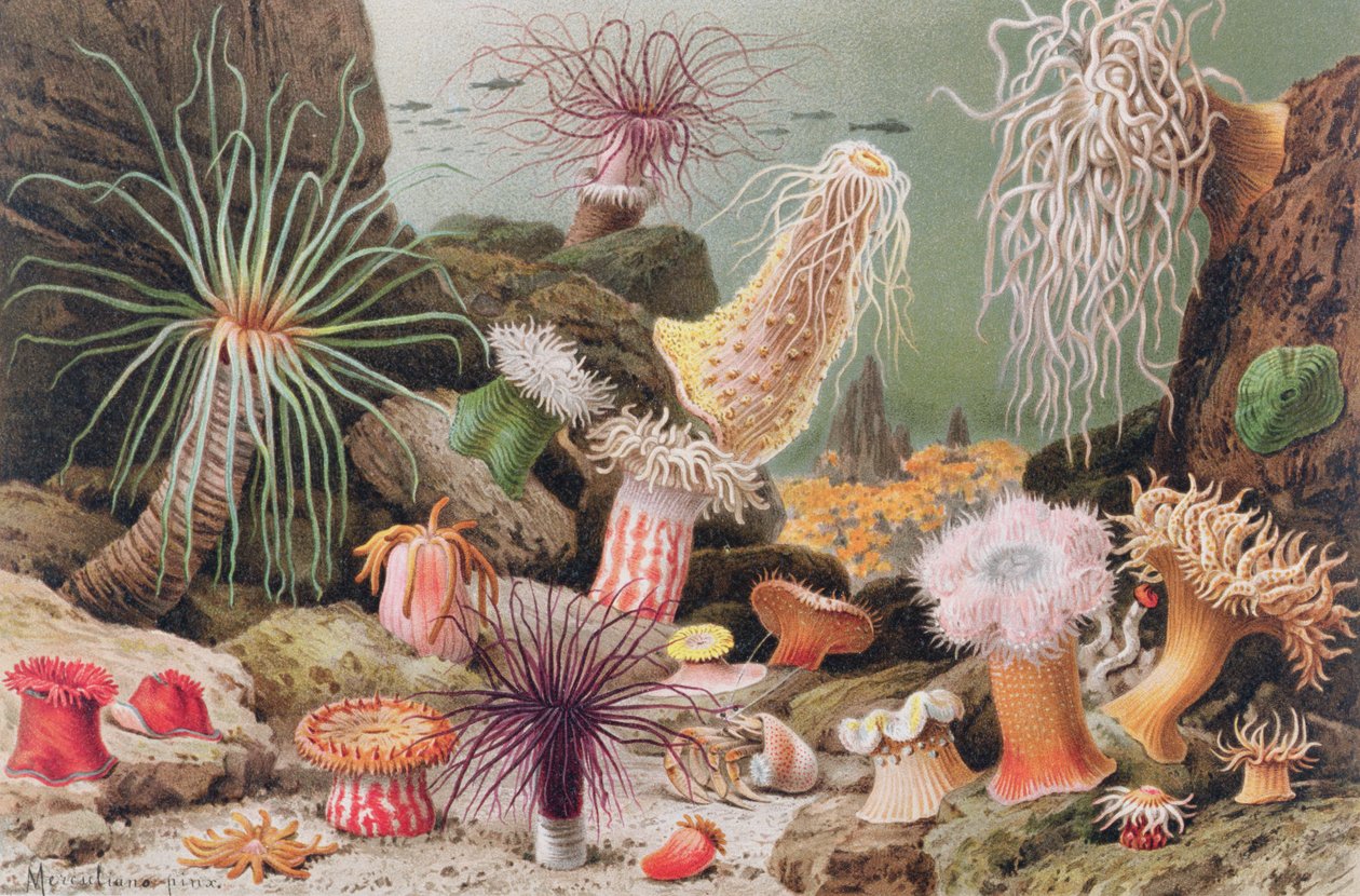 Anêmona do mar, registro de Brehms Tierleben: Allgemeine Kunde des Tierreichs, Vol.10, p.581, publicado pelo Bibliographisches Institut, 1893 de German School