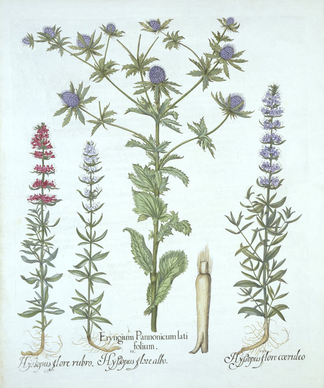 Sea Holly e Three Kinds of Hyssop, de Hortus Eystettensis, de Basil Besler (1561-1629), pub. 1613 (gravura colorida à mão) de German School