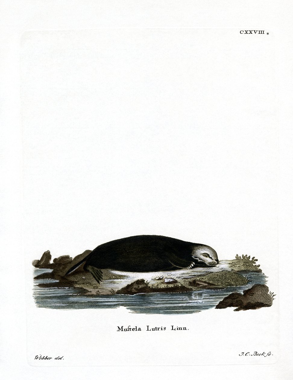 Sea Otter (gravura colorida) de German School