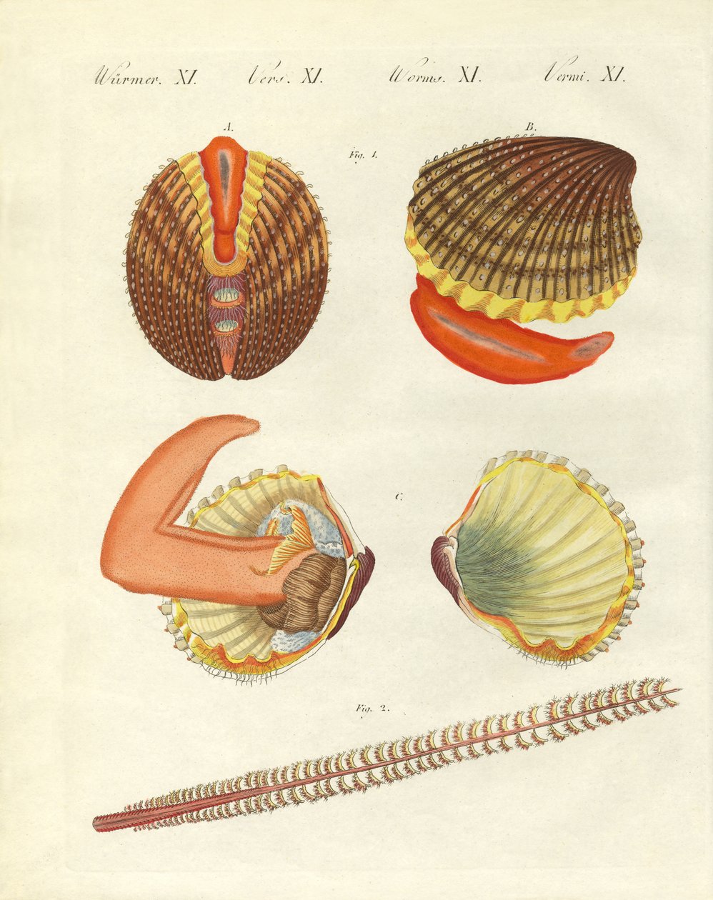 Criaturas marinhas (gravura colorida) de German School