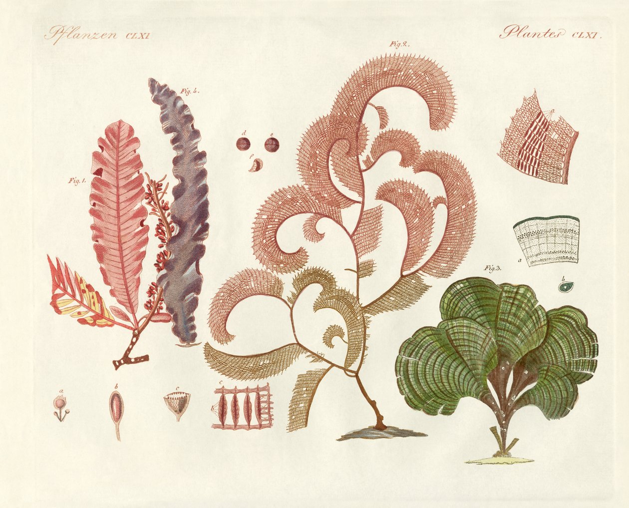 Algas marinhas, diferentes tipos (gravura colorida) de German School