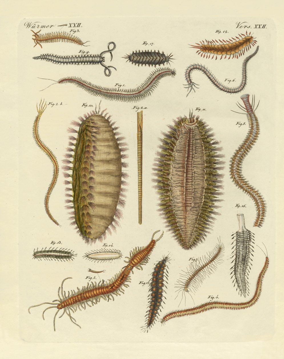 Minhocas de German School