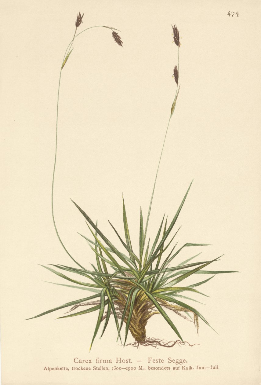 Sedge (Carex firma) de German School
