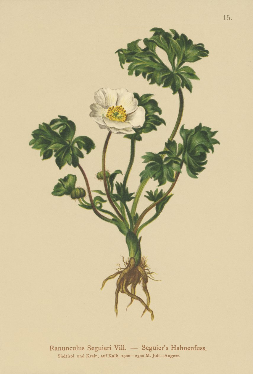 Seguidores Crowfoot (Ranunculus Seguieri) de German School