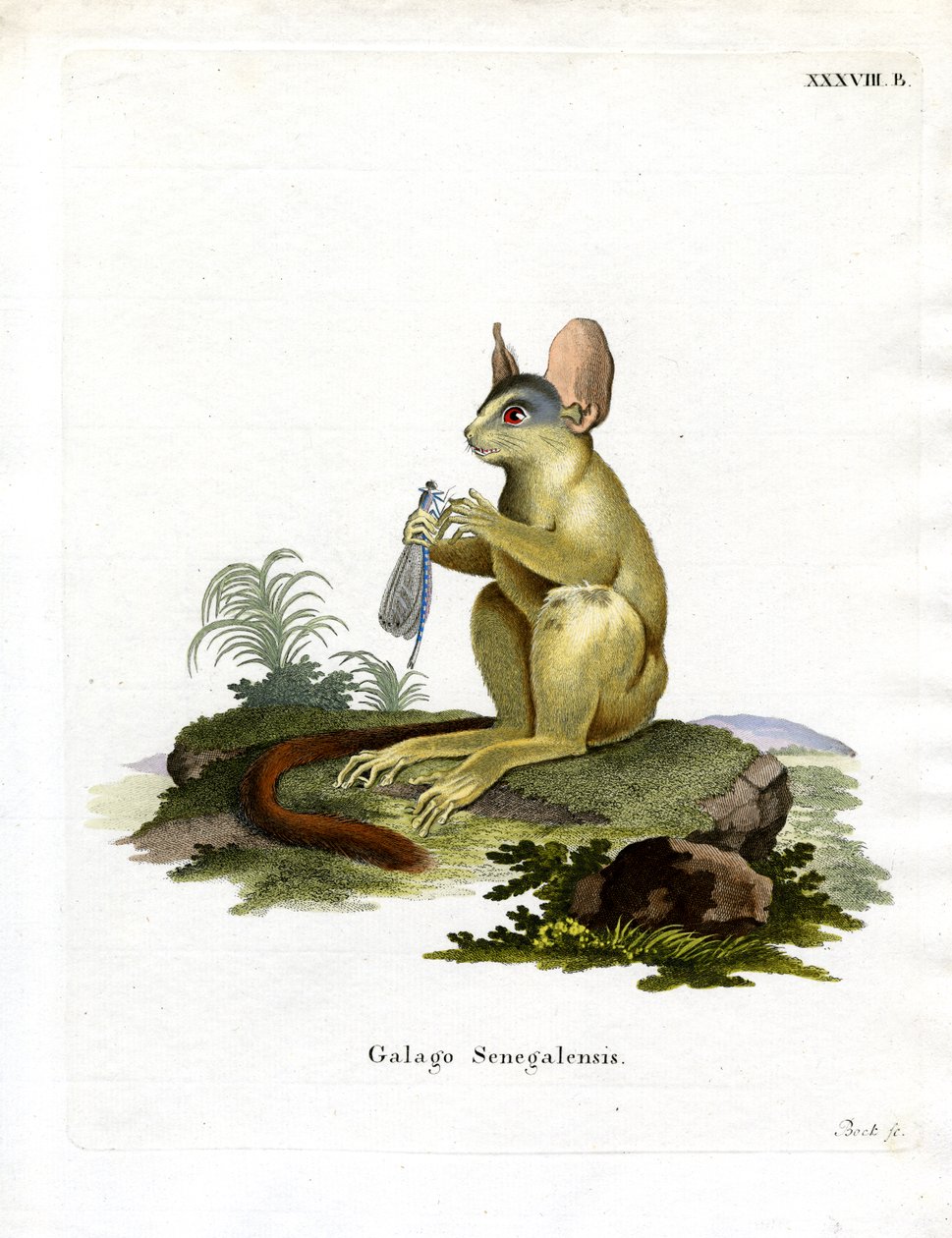 Senegal Bushbaby (gravura colorida) de German School