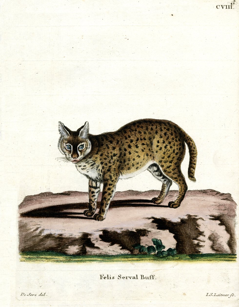 Serval (gravação a cores) de German School
