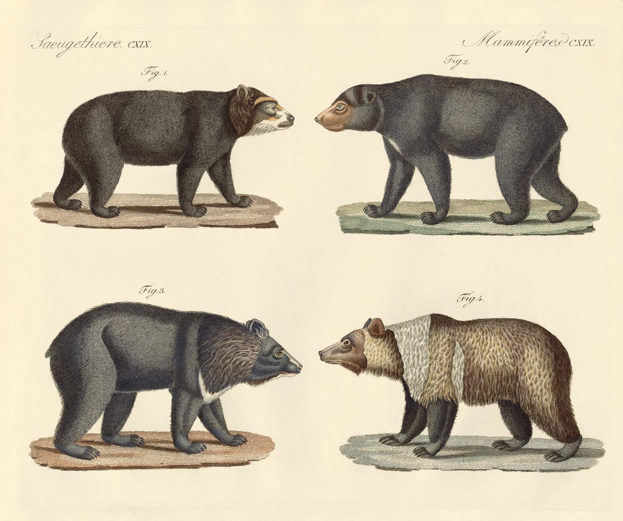 Vários ursos encontrados (gravura colorida) de German School