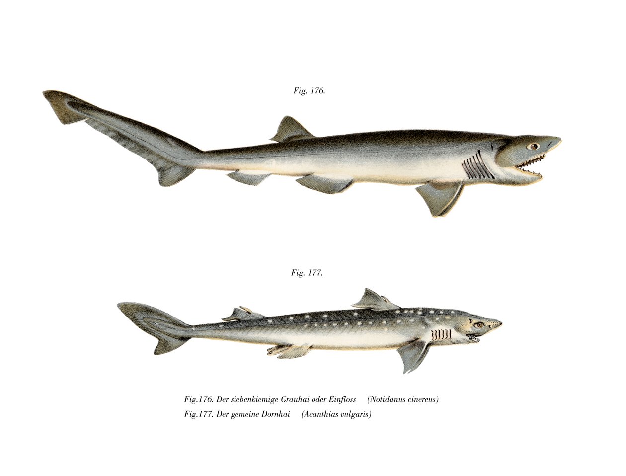 Sharpnose Sevengill Shark (cor litho) de German School