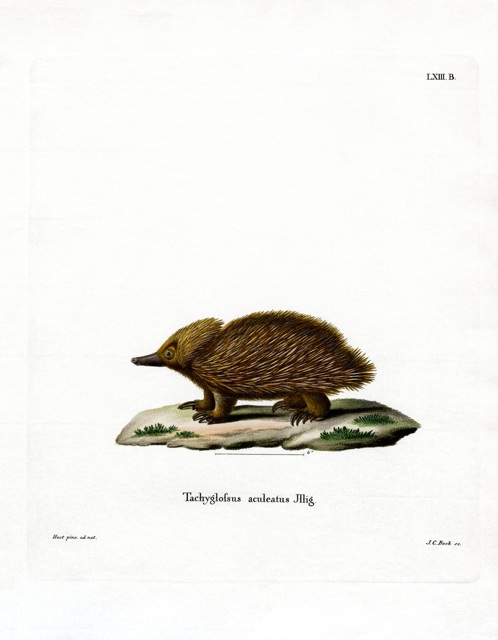Echidna (gravura colorida) de German School