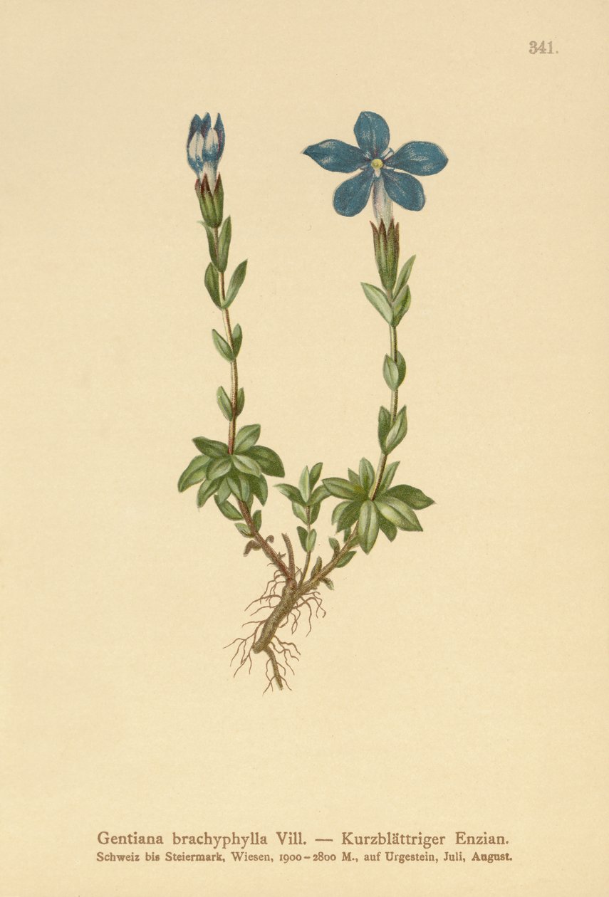 Genciana de folhas curtas (Gentiana brachyphylla) de German School
