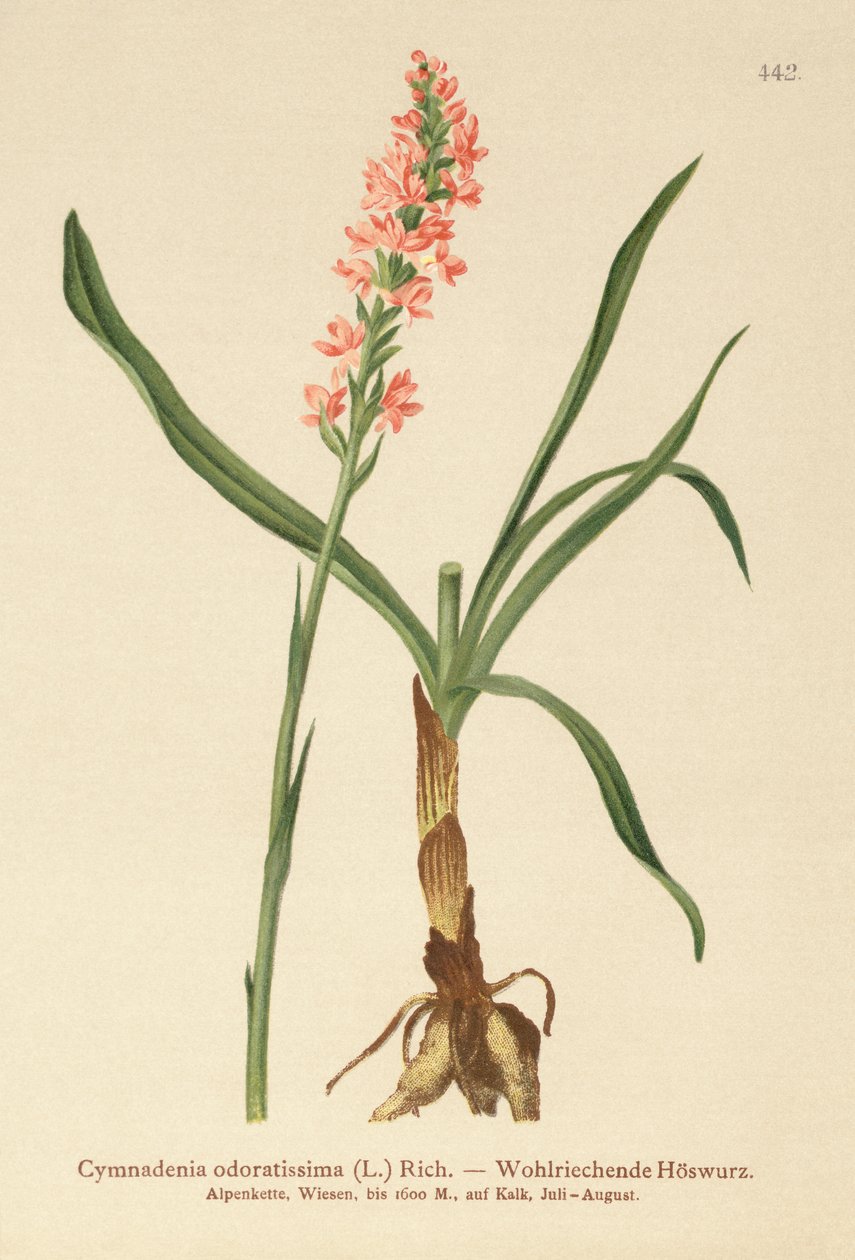 Orquídea perfumada de curta duração (Gymnadenia odoratissima) de German School