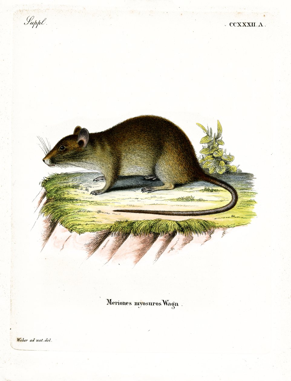 Rato Bandicoot de cauda curta (gravação a cores) de German School