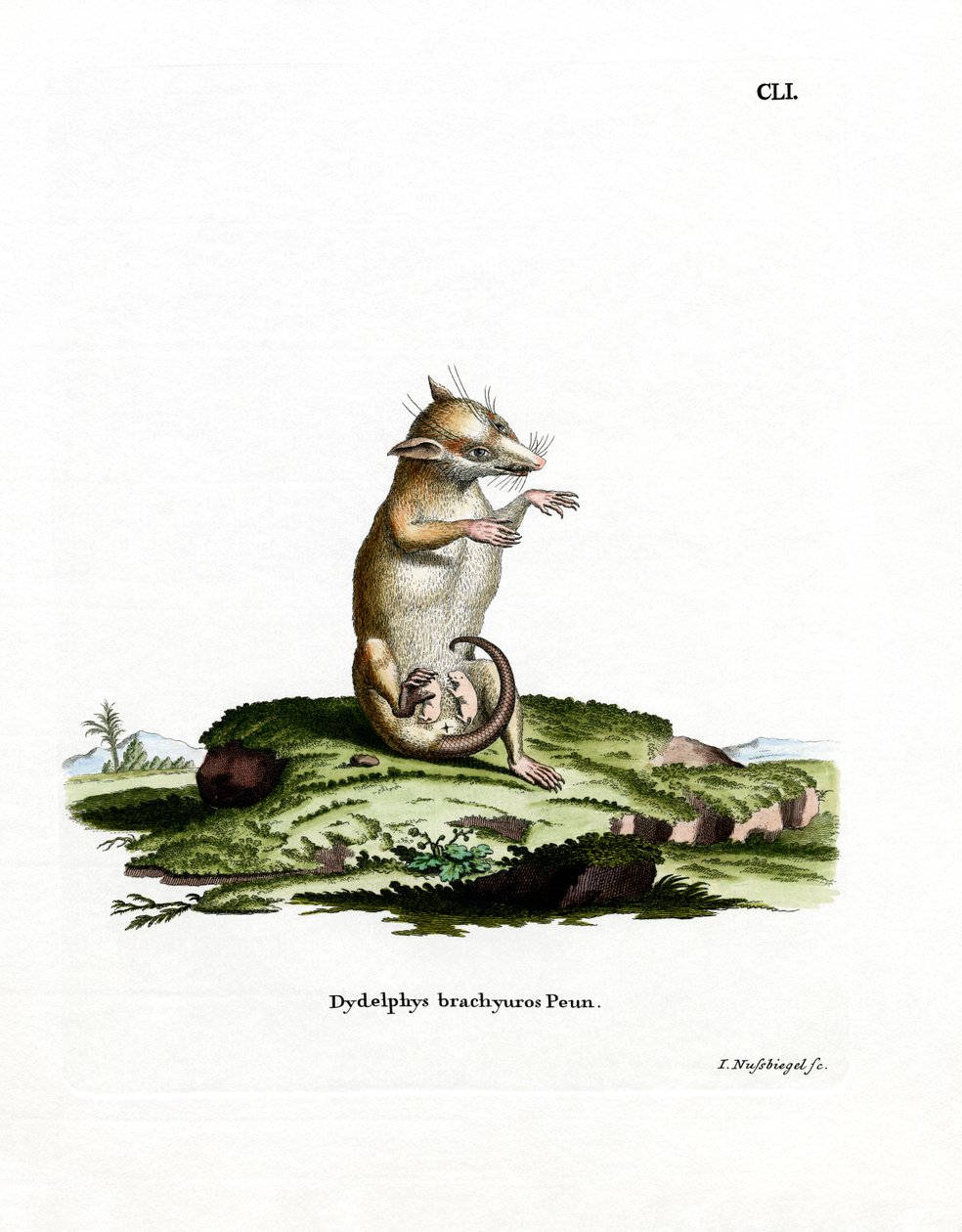 Opossum de cauda curta (gravação a cores) de German School
