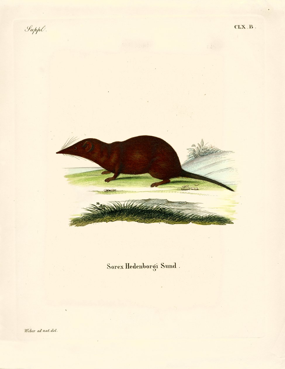 Shrew (gravura colorida) de German School