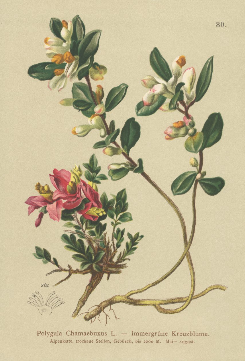 Milkwort Arbusto (Polygala Chamaebuxus) de German School