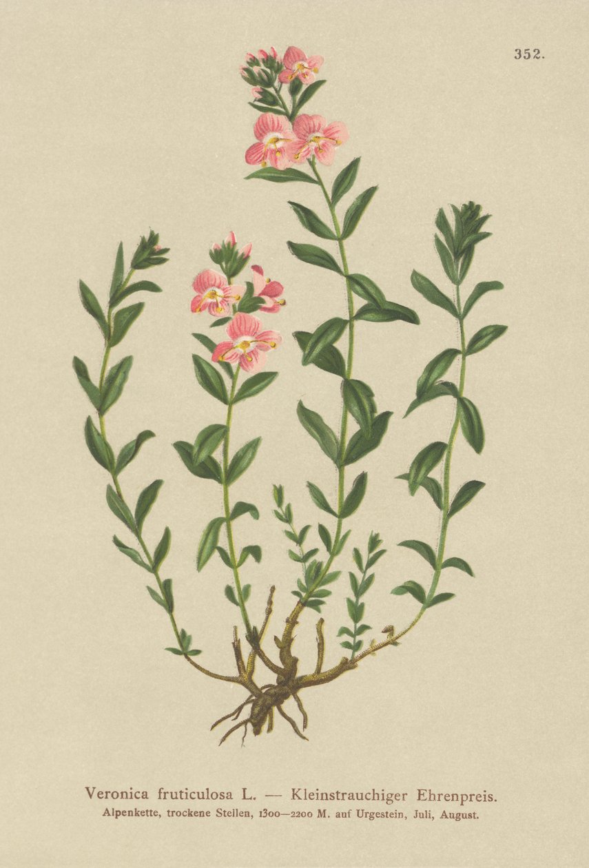 Shrubby Speedwell (Veronica fruticulosa, Veronica frutescens) de German School