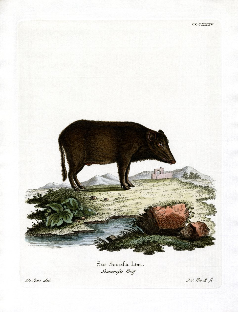 Javali Siamês (gravura colorida) de German School