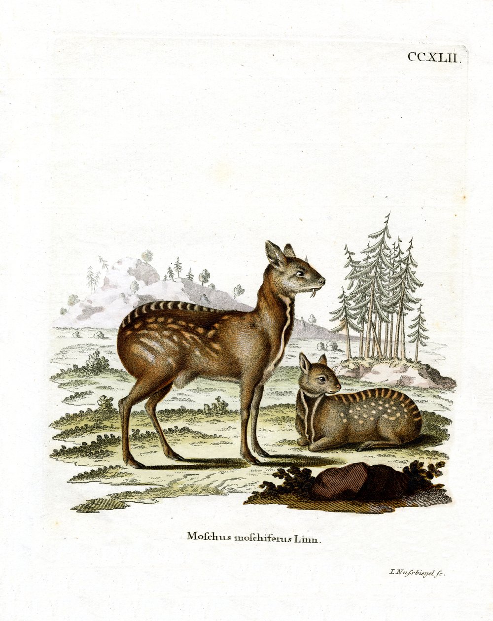 Cervo almiscarado siberiano (gravura colorida) de German School