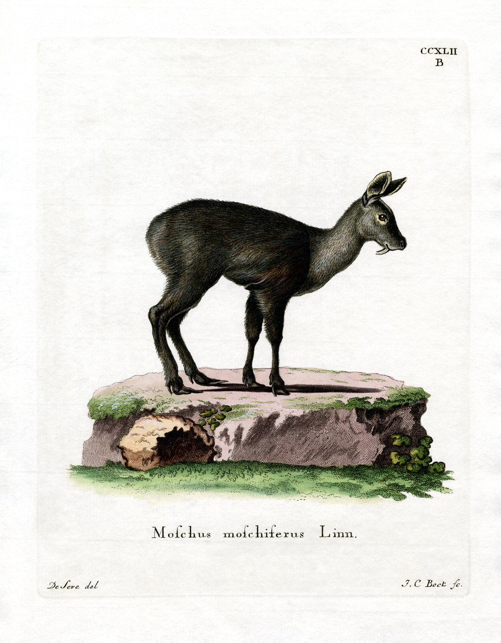 Cervo almiscarado siberiano (gravura colorida) de German School