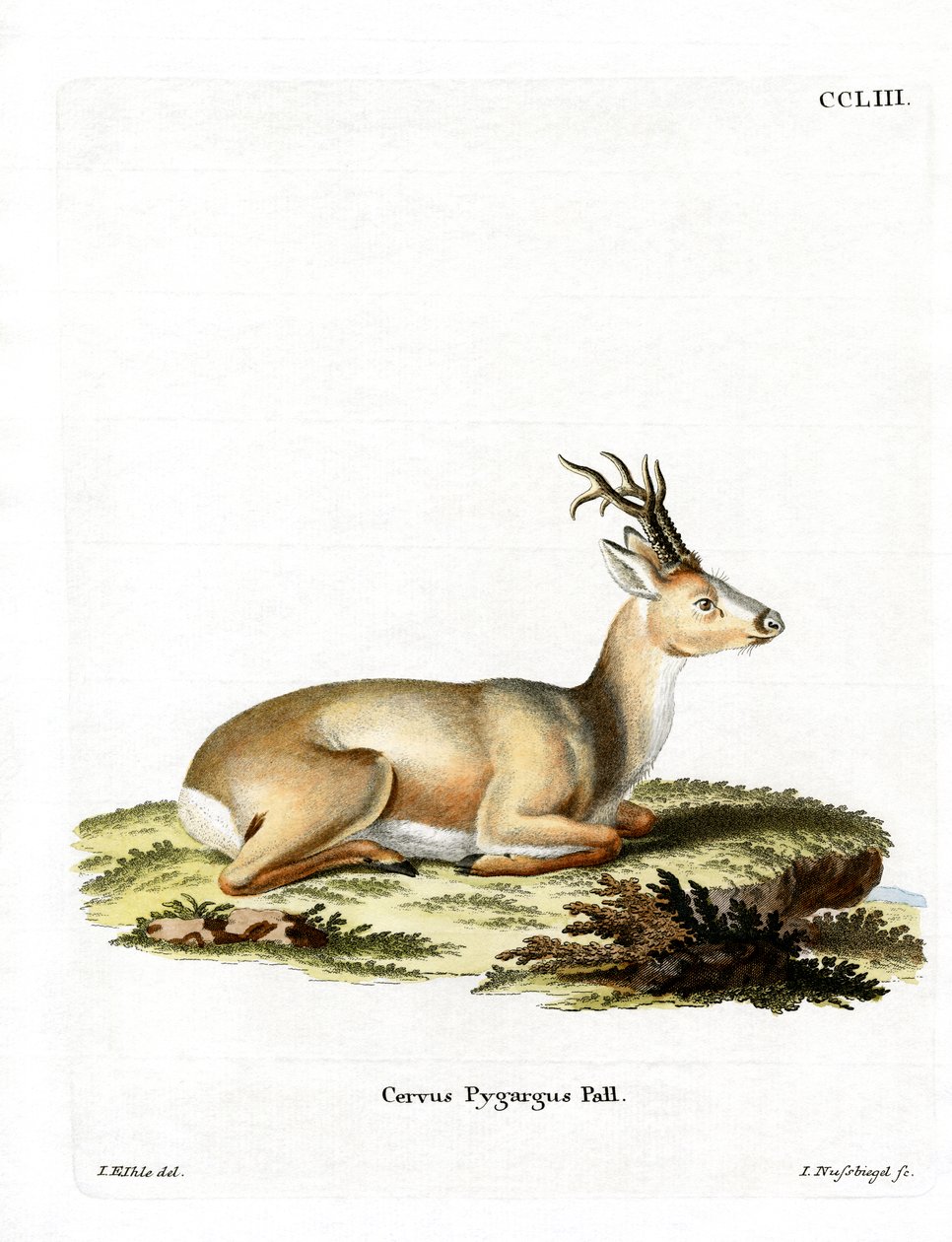 Veado siberiano (gravura colorida) de German School