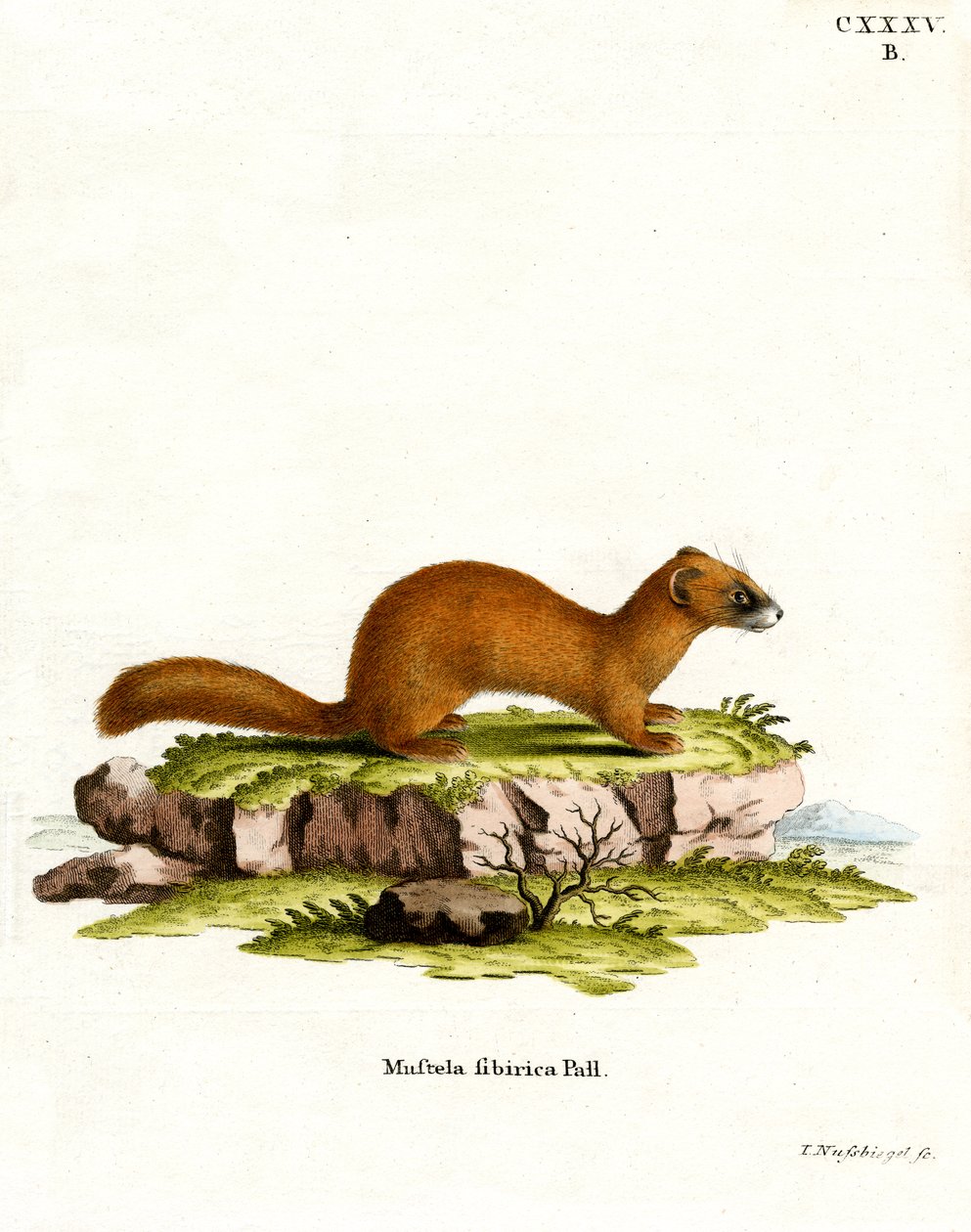 Doninha da Sibéria (gravura colorida) de German School