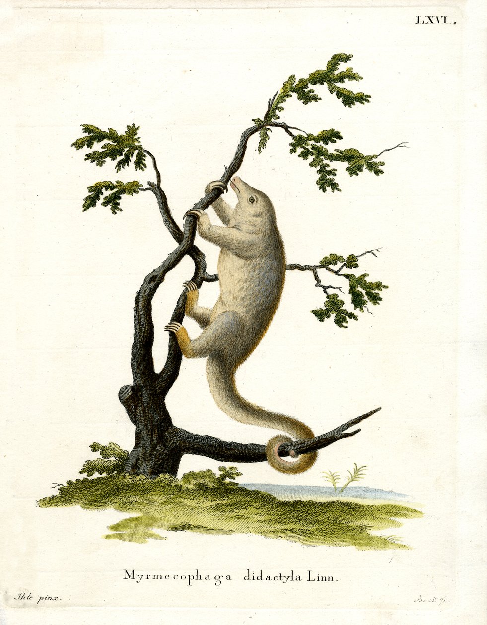 Silky Anteater (gravação a cores) de German School