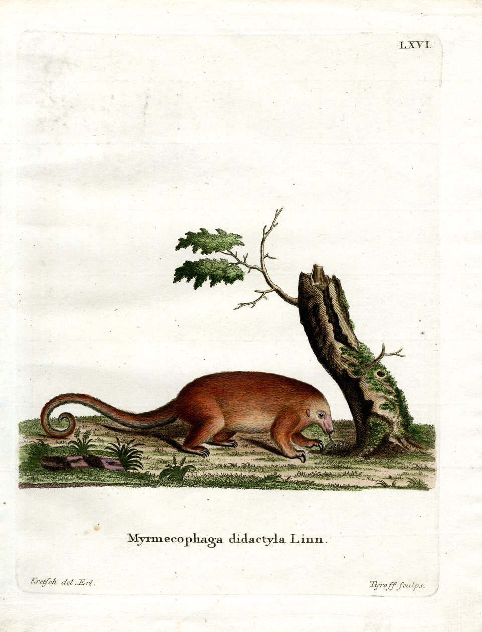 Silky Anteater (gravação a cores) de German School