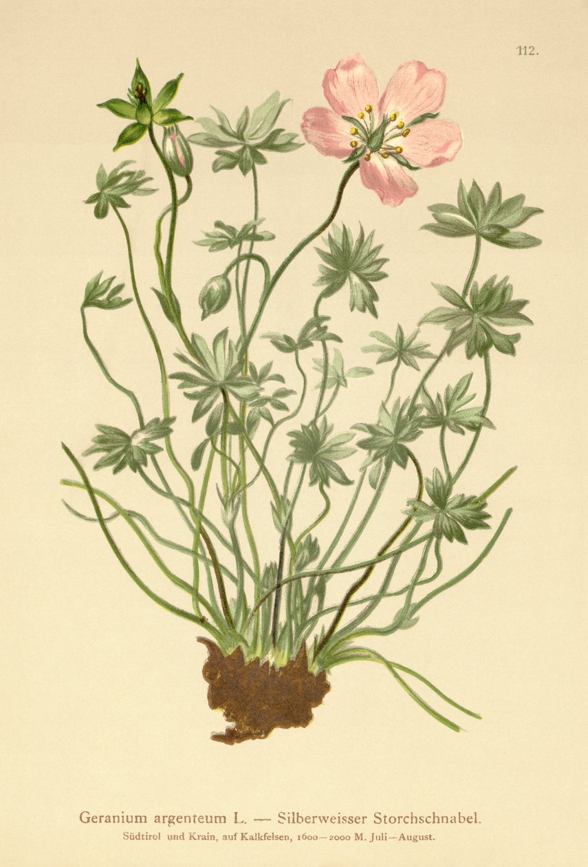 Guindastes prateados Bill (Geranium argenteum) de German School