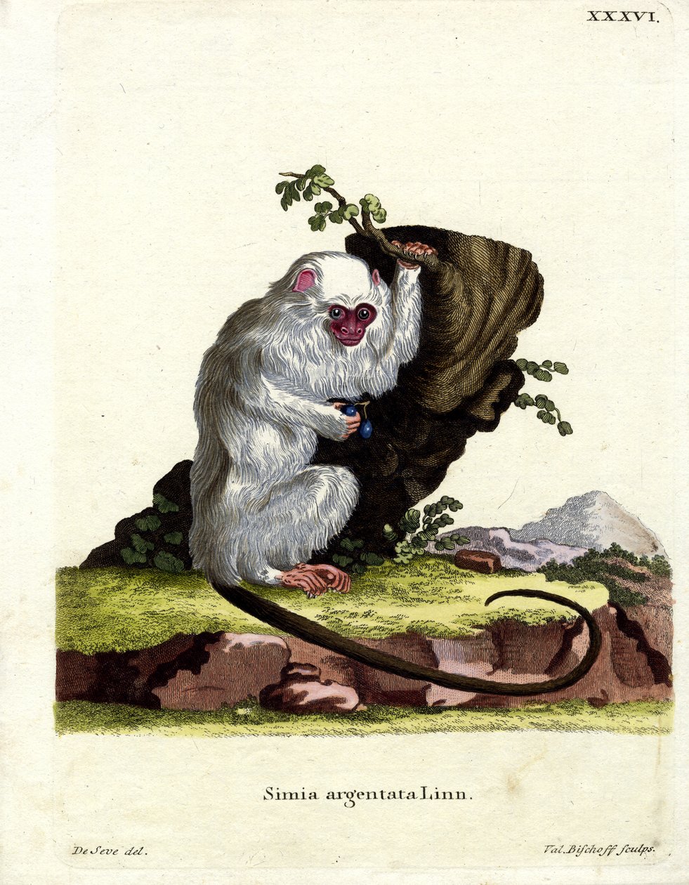 Marmoset prateado (gravação a cores) de German School