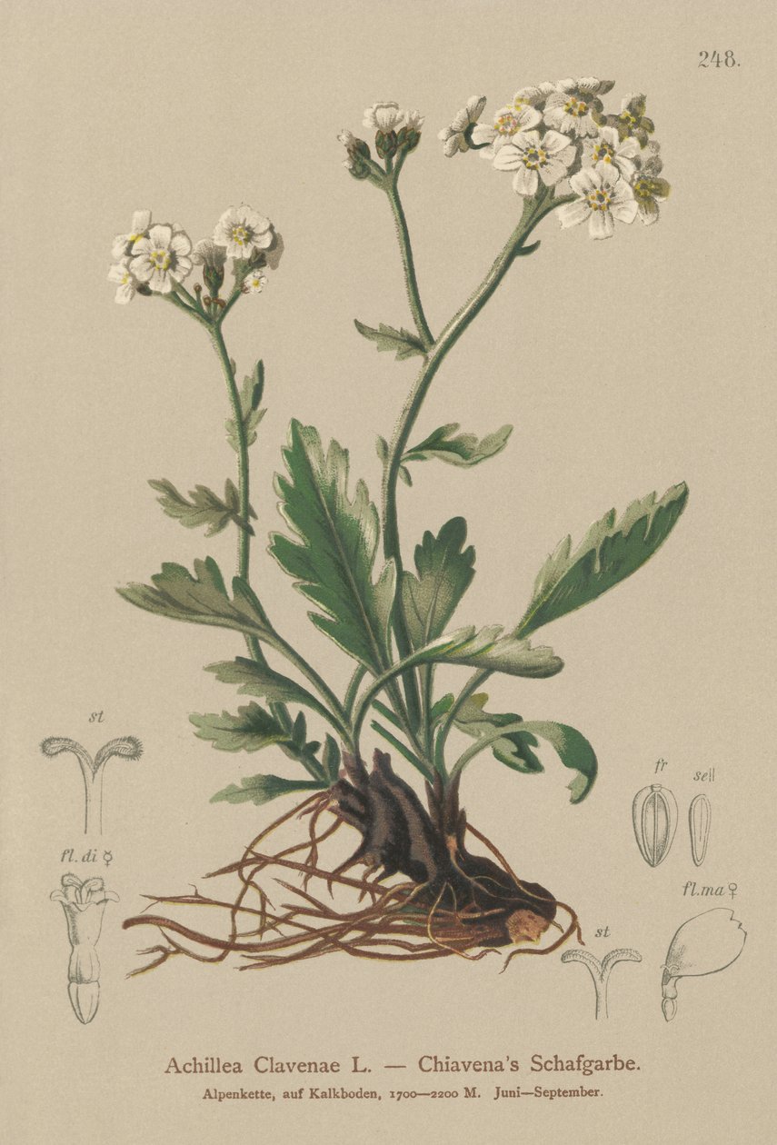 Milefólio prateado (Achillea Clavenae) de German School