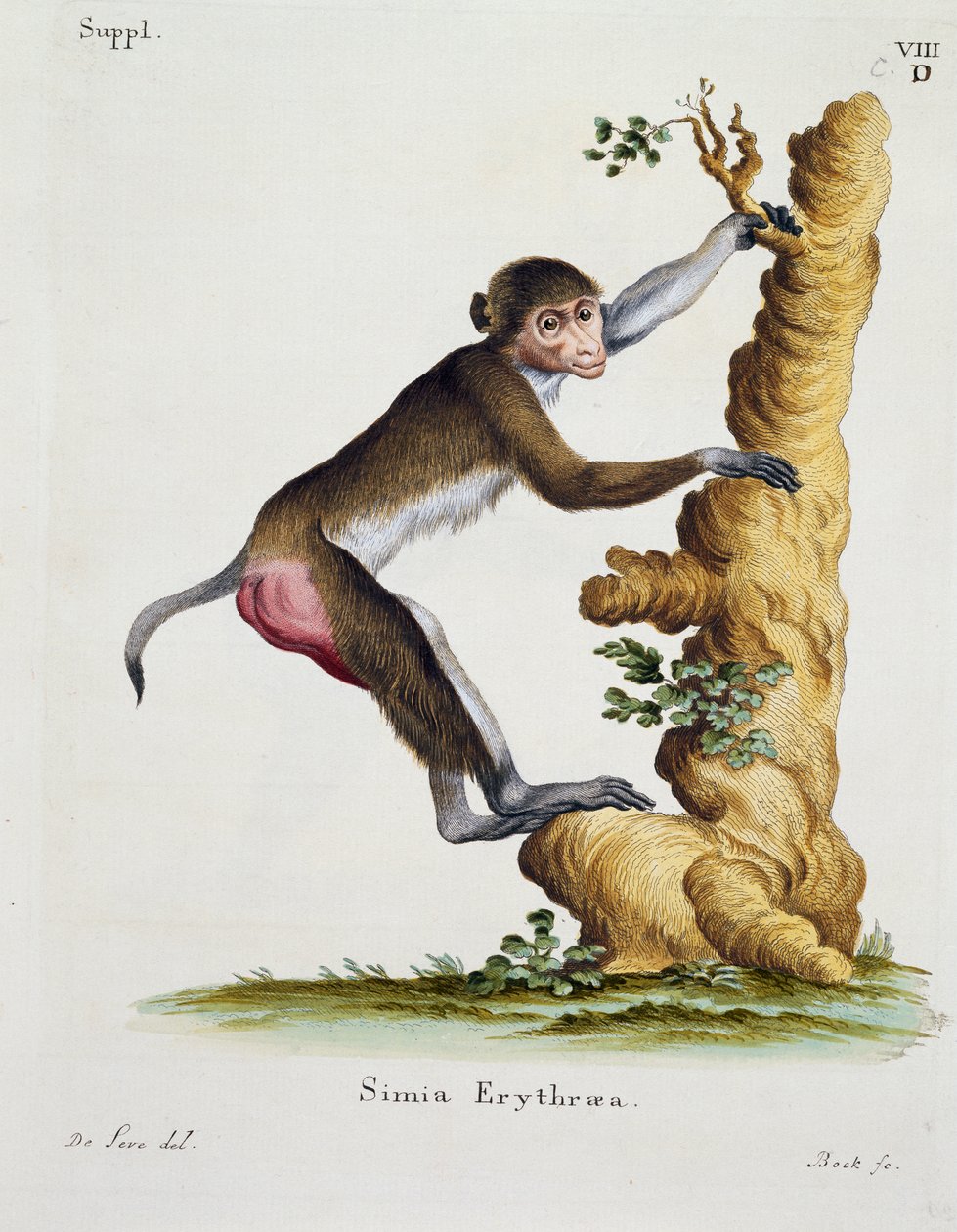 Simia erythraea, de Mamíferos ilustrados da Natureza com descrições, de Johann Christian Daniel von Schreber (1739-1810), gravado por IC Bock após desenho de De Seve de German School