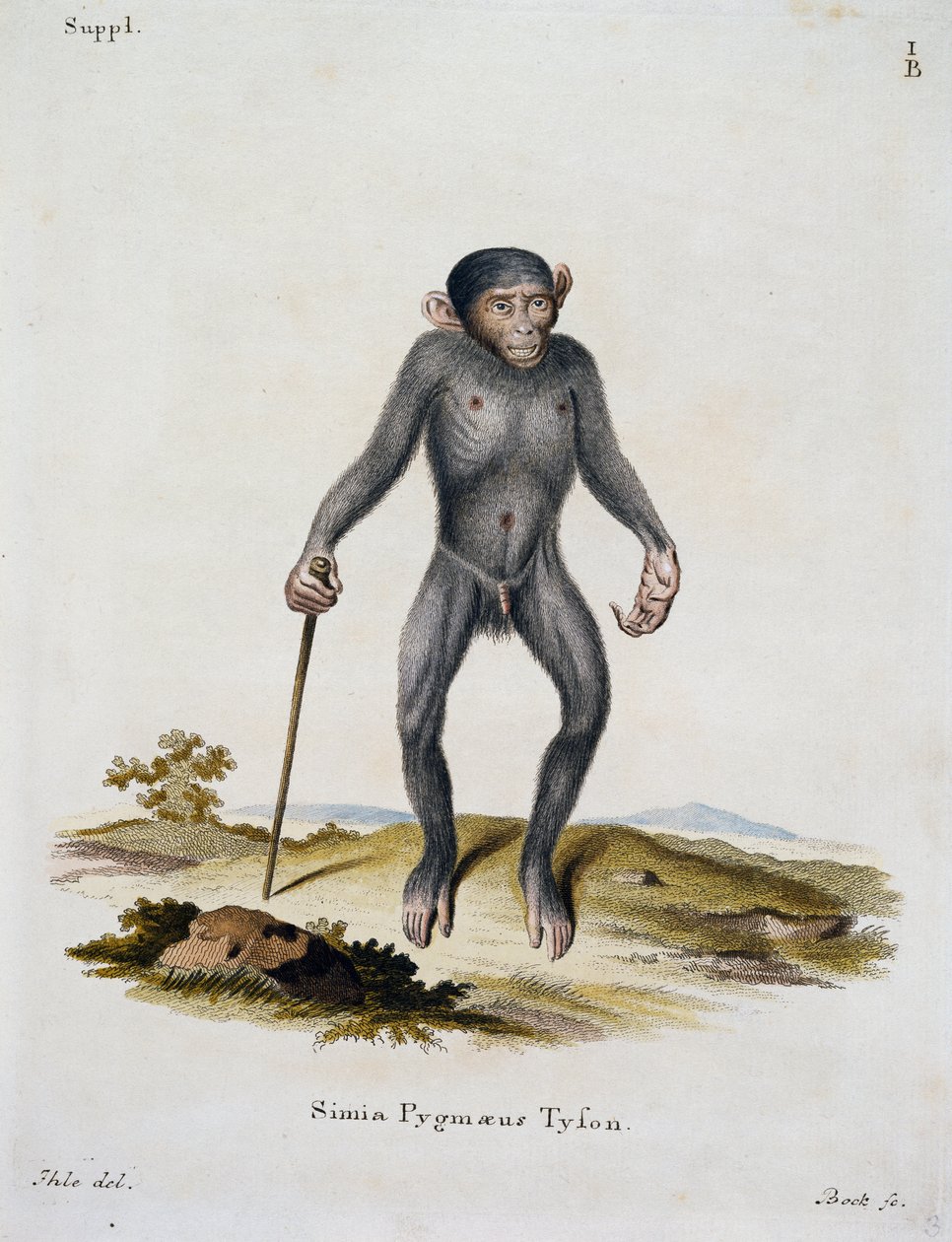 Simia pygmaeus, de Mamíferos ilustrados da Natureza com descrições, de Johann Christian Daniel von Schreber (1739-1810), gravura de IC Bock, Alemanha de German School