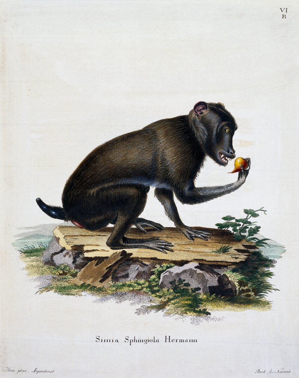Simia sphingiola, de Mamíferos ilustrados da Natureza com descrições, de Johann Christian Daniel von Schreber (1739-1810), gravura de IC Bock, Alemanha de German School
