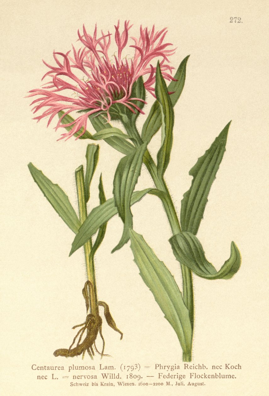 Singlepy Knapweed (Centaurea plumosa, Centaurea frígia, Centaurea nervosa, Centaurea uniflora) de German School