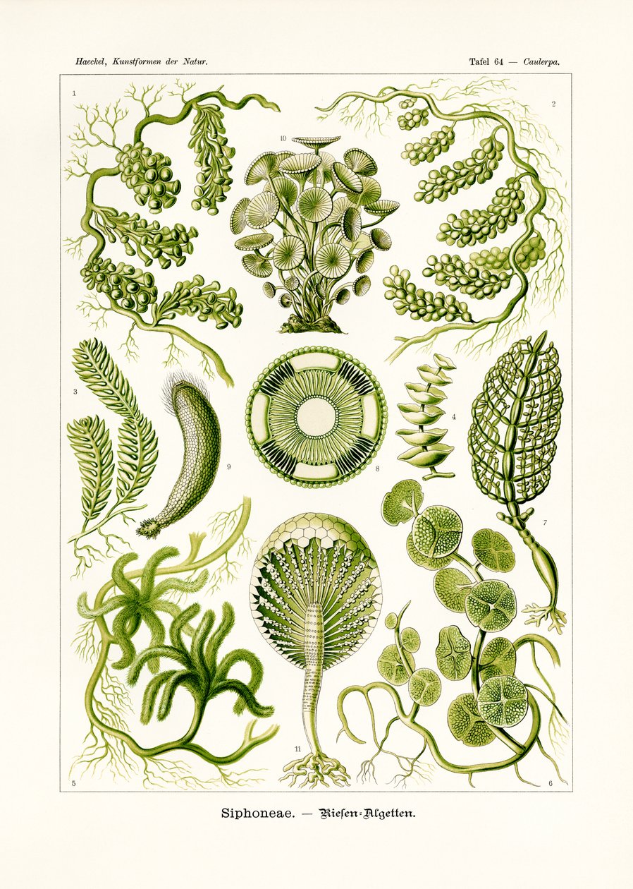 Sifonéias, 1899-1904 de German School