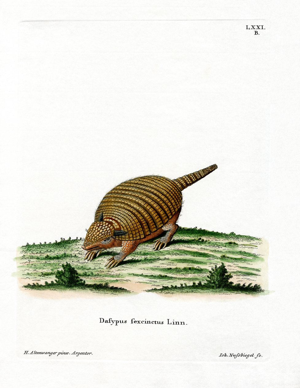 Armadillo de seis bandas (gravação a cores) de German School