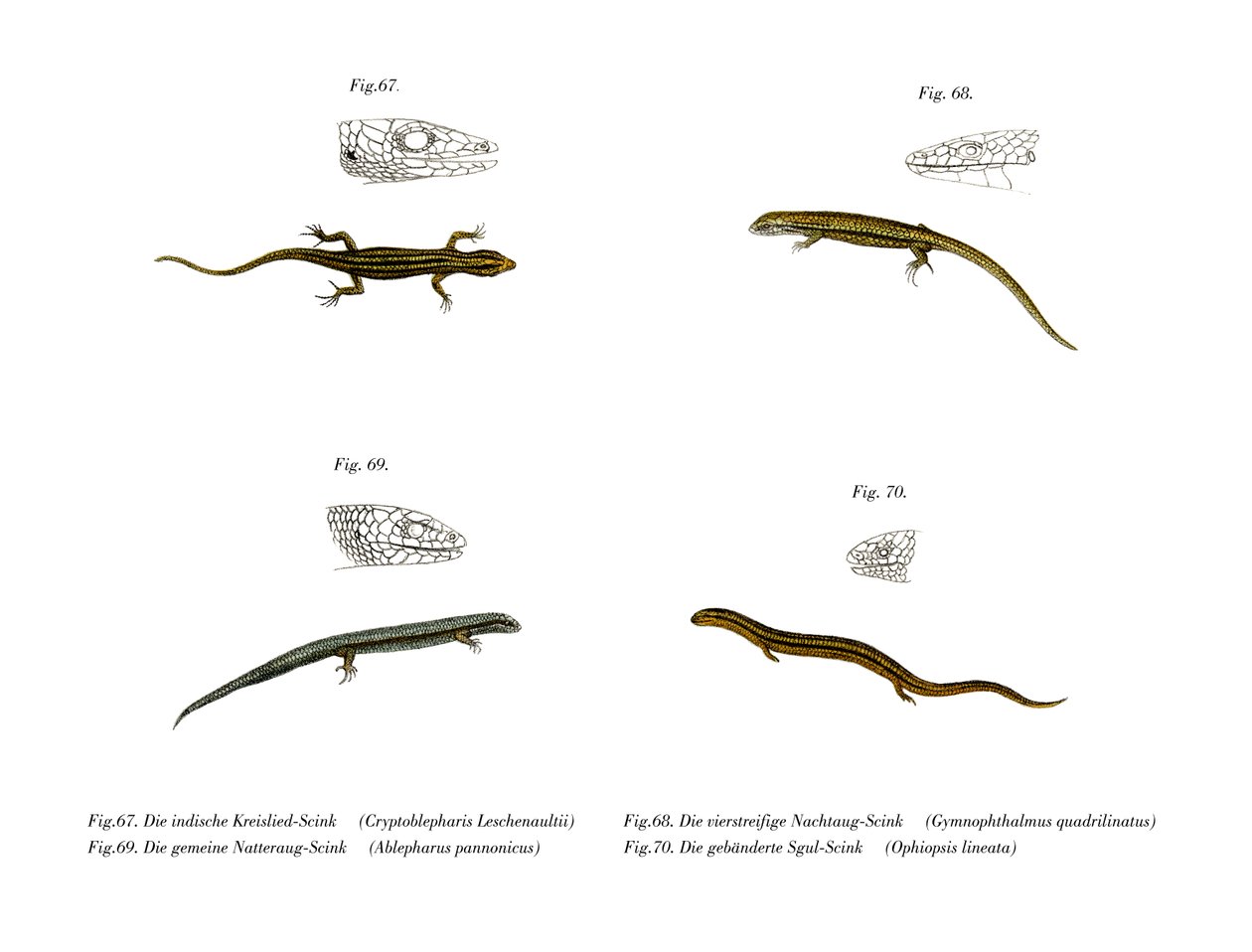 Skink (cor litho) de German School