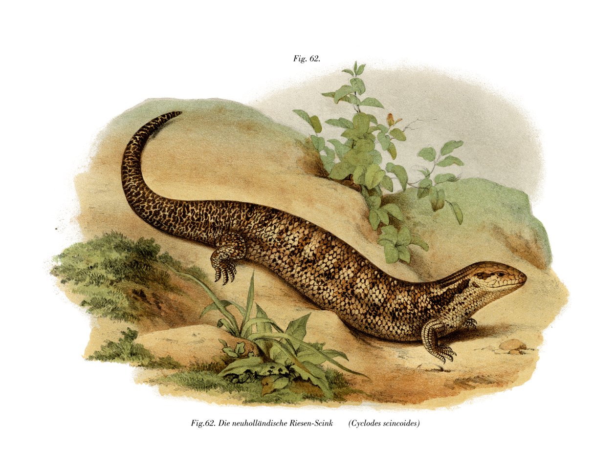 Skink (cor litho) de German School