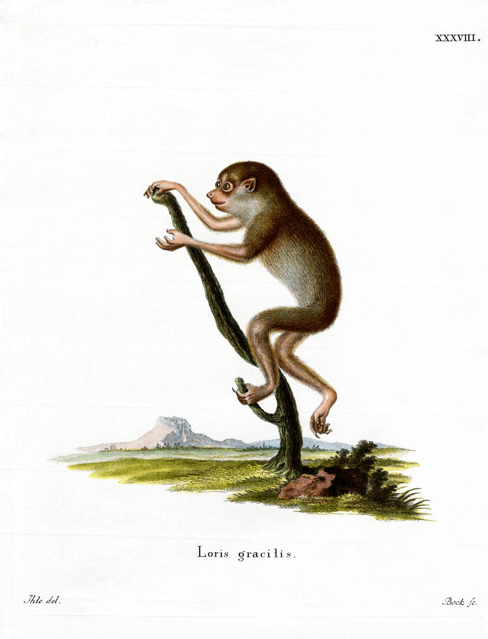 Slender Loris (gravura colorida) de German School