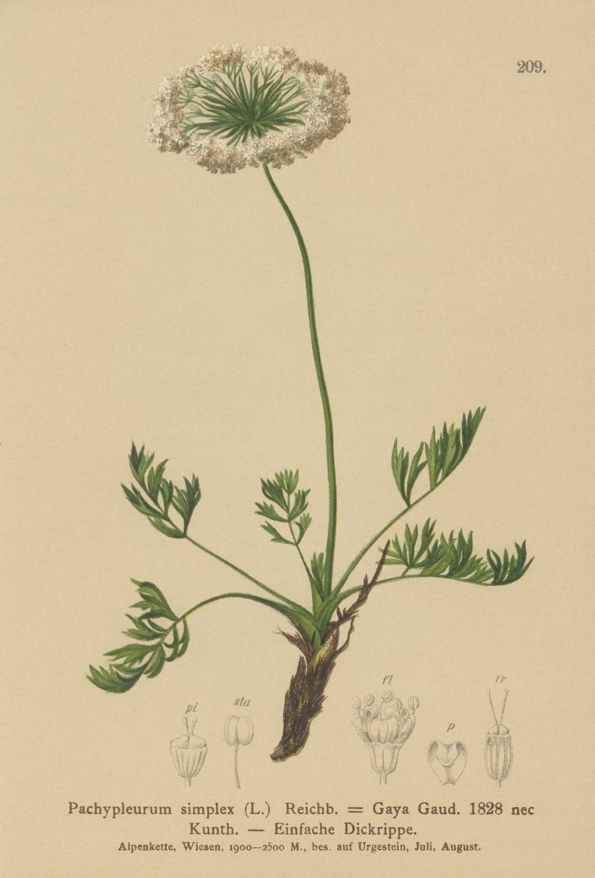 Pequena Alpine Lovage (Pachypleurum mutellinoides, Pachypleurum simplex Pachypleurum alpinum, Pachypleurum simplex, Neogaya simplex, Gaya simplex, Ligusticum simplex) de German School
