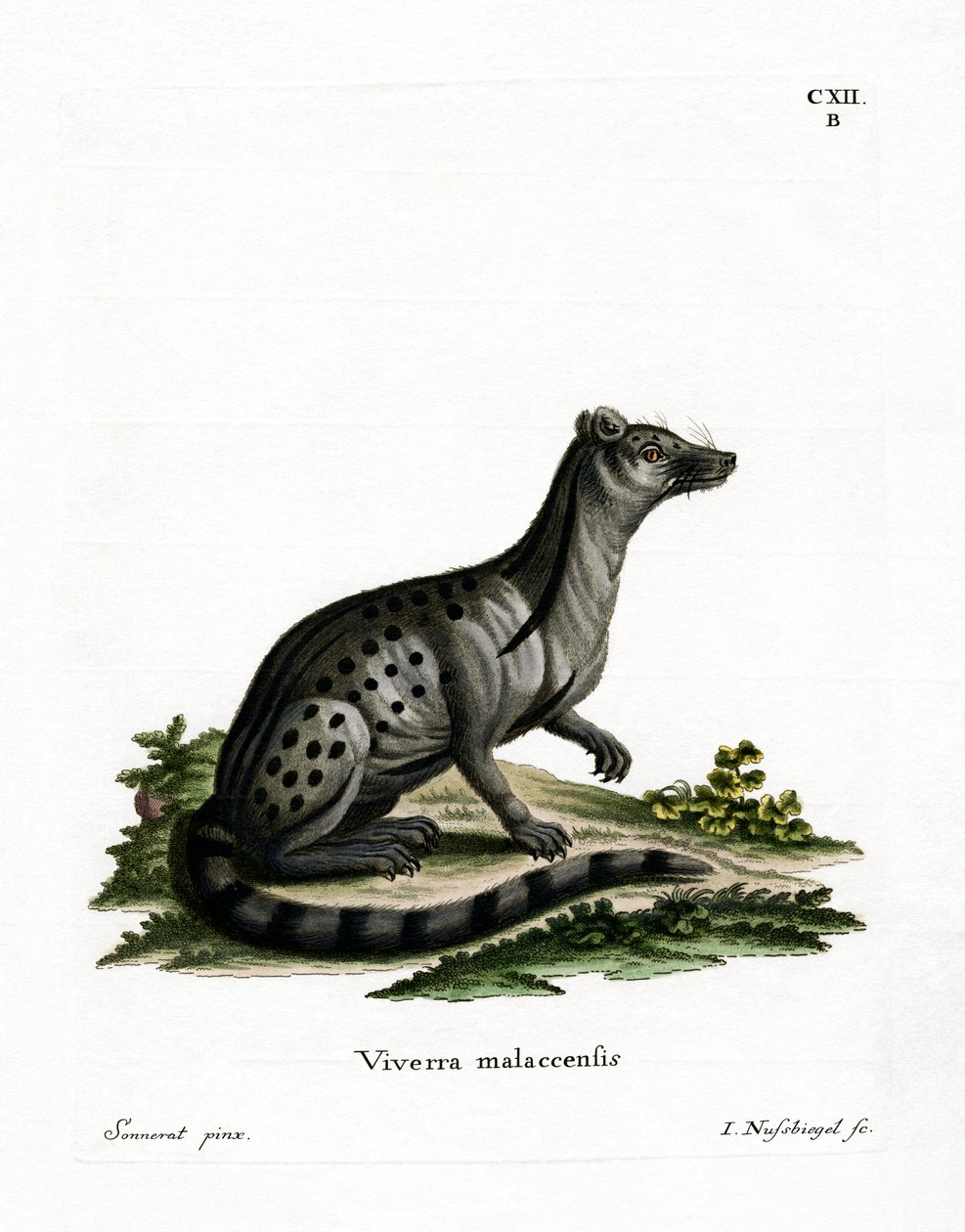 Pequeno Civet Indiano (gravura colorida) de German School