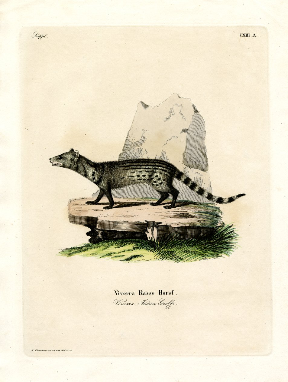 Pequeno Civet Indiano (gravura colorida) de German School