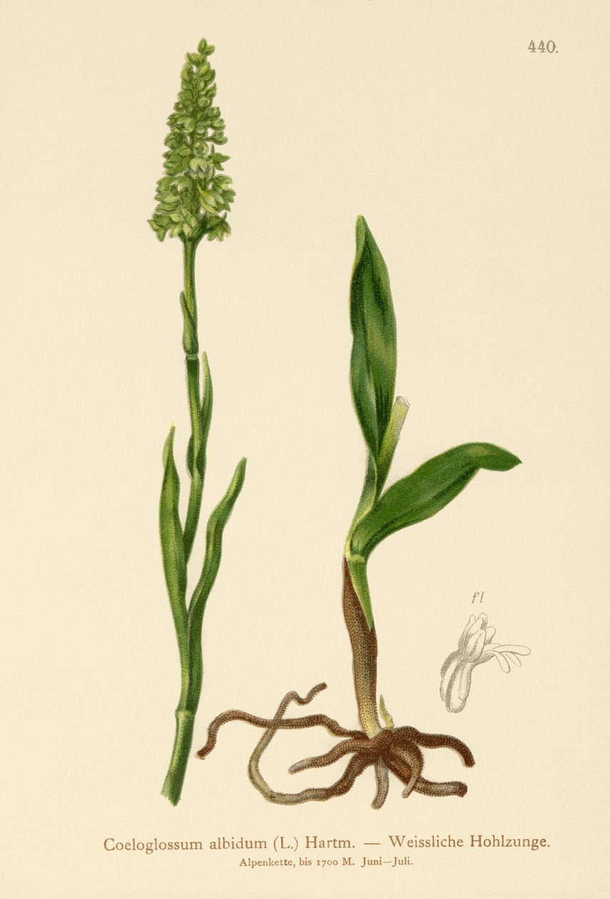 Orquídea Branca Pequena (albidum do Satyrium, albidum do Coeloglossum, albida do Leucorchis, albida do Bicchia, albida do Pseudorchis) de German School