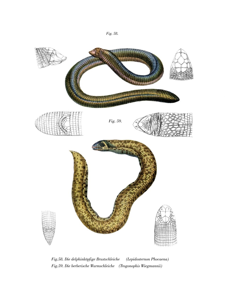 Lagarto de cabeça pequena (cor litho) de German School